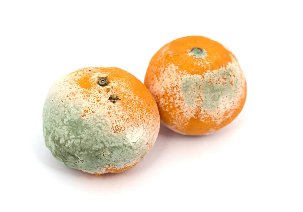 2 Rotten Oranges.jpg