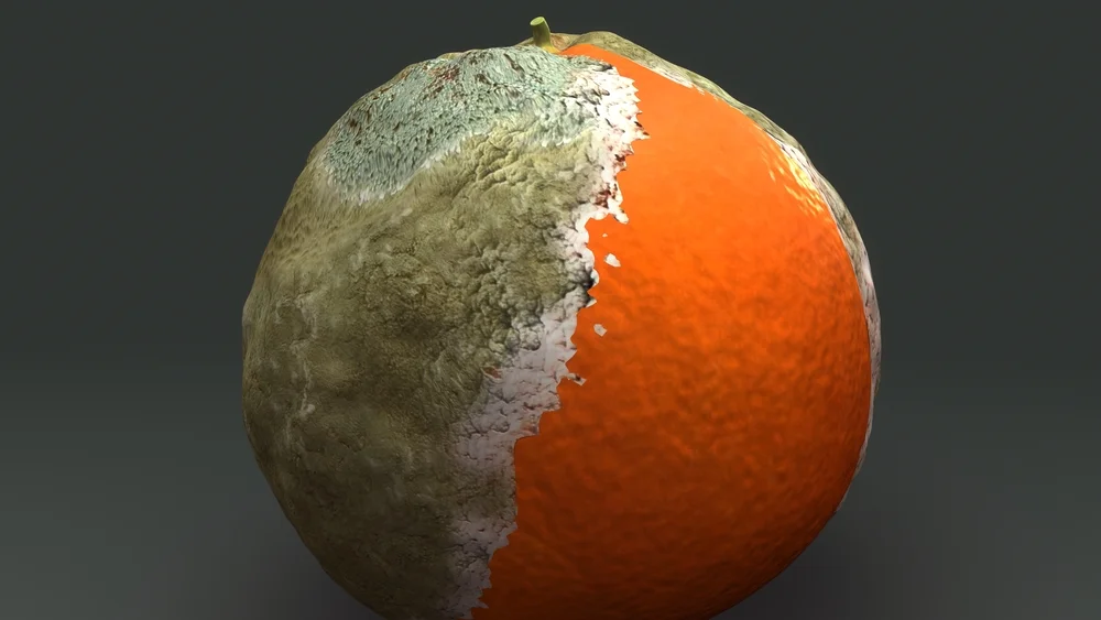Rotten Orange.jpg