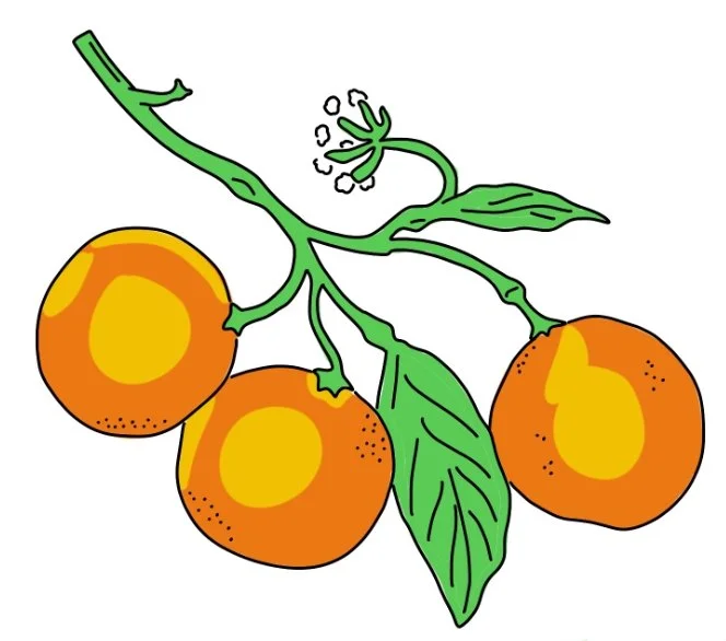 food_clementines.JPEG
