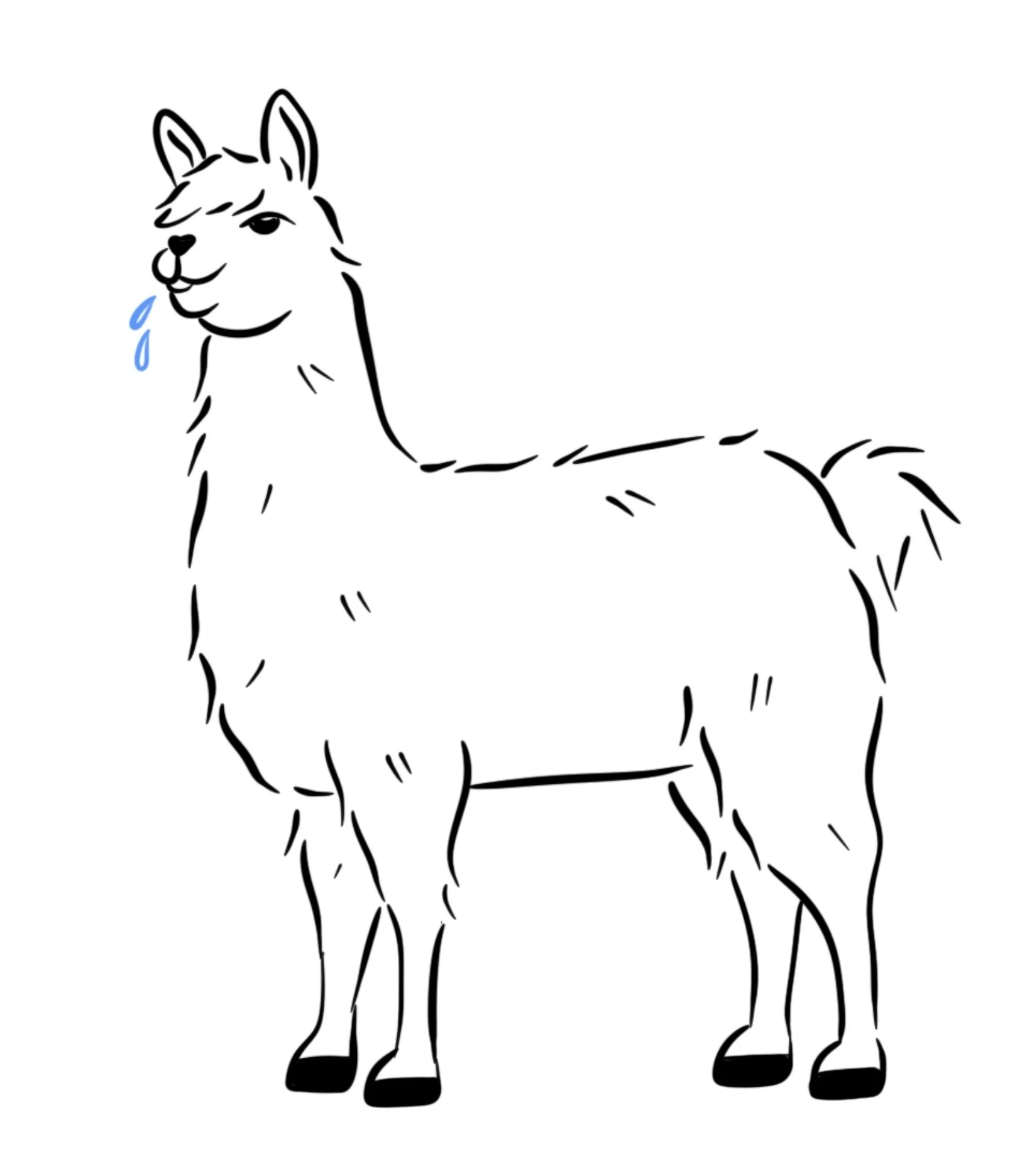 animal_lama.JPEG