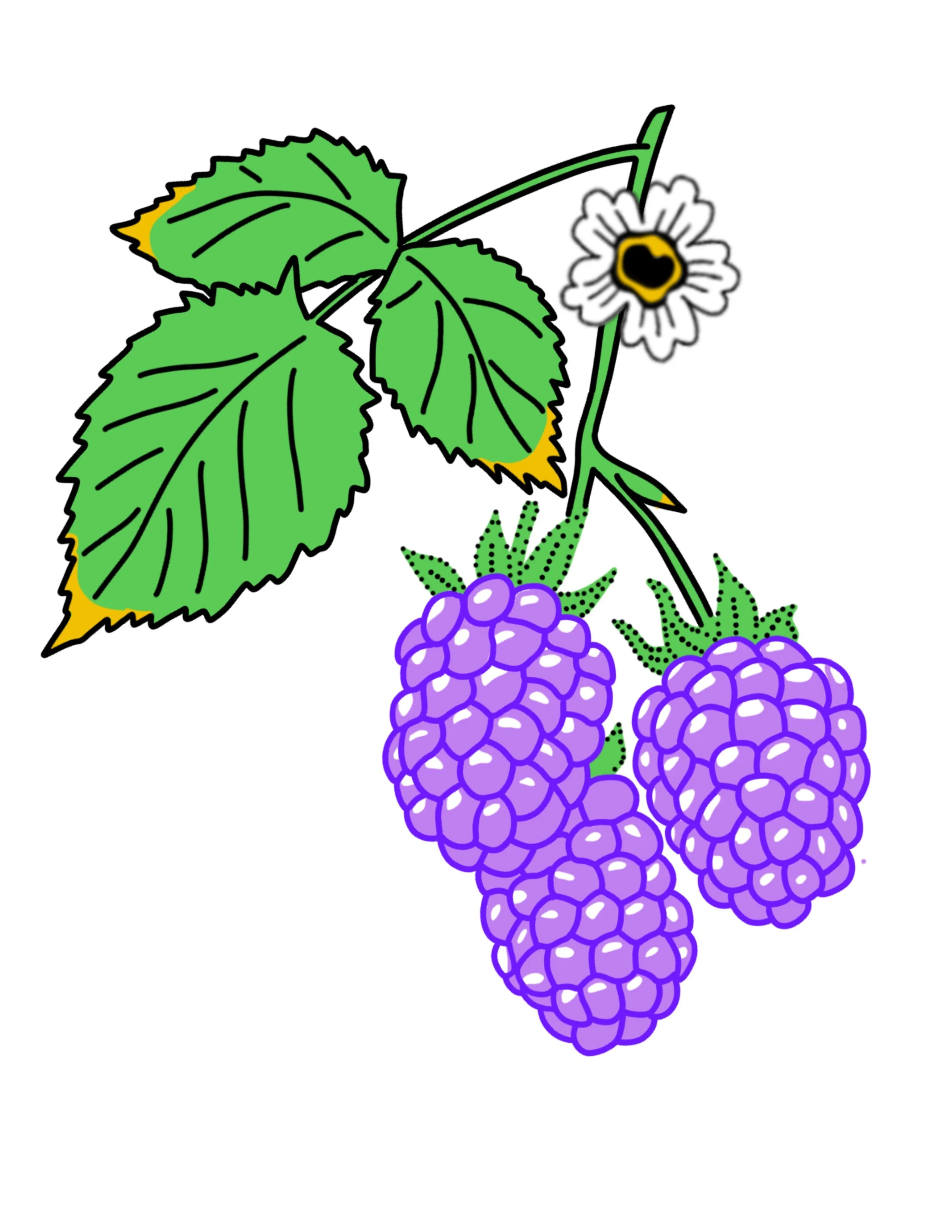 fruit_mures.jpg