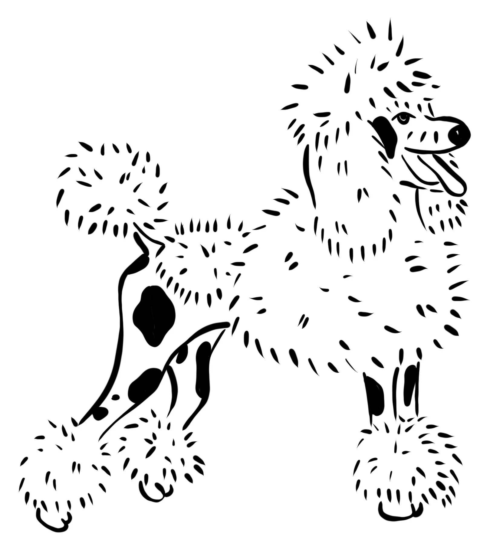animal_Caniche_.jpg