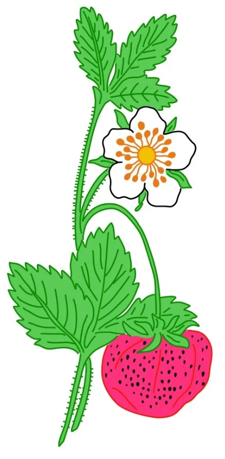 food_fraises_fleur.JPEG