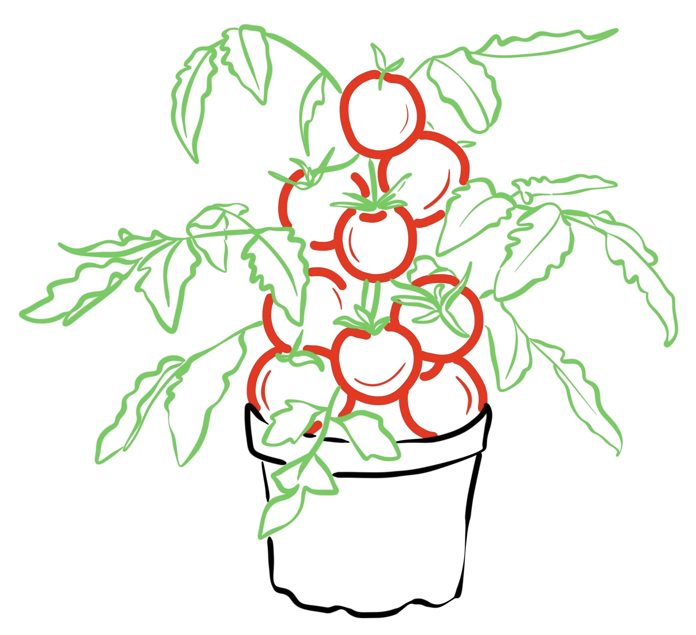 food_Plant_Tomates_-1.JPEG