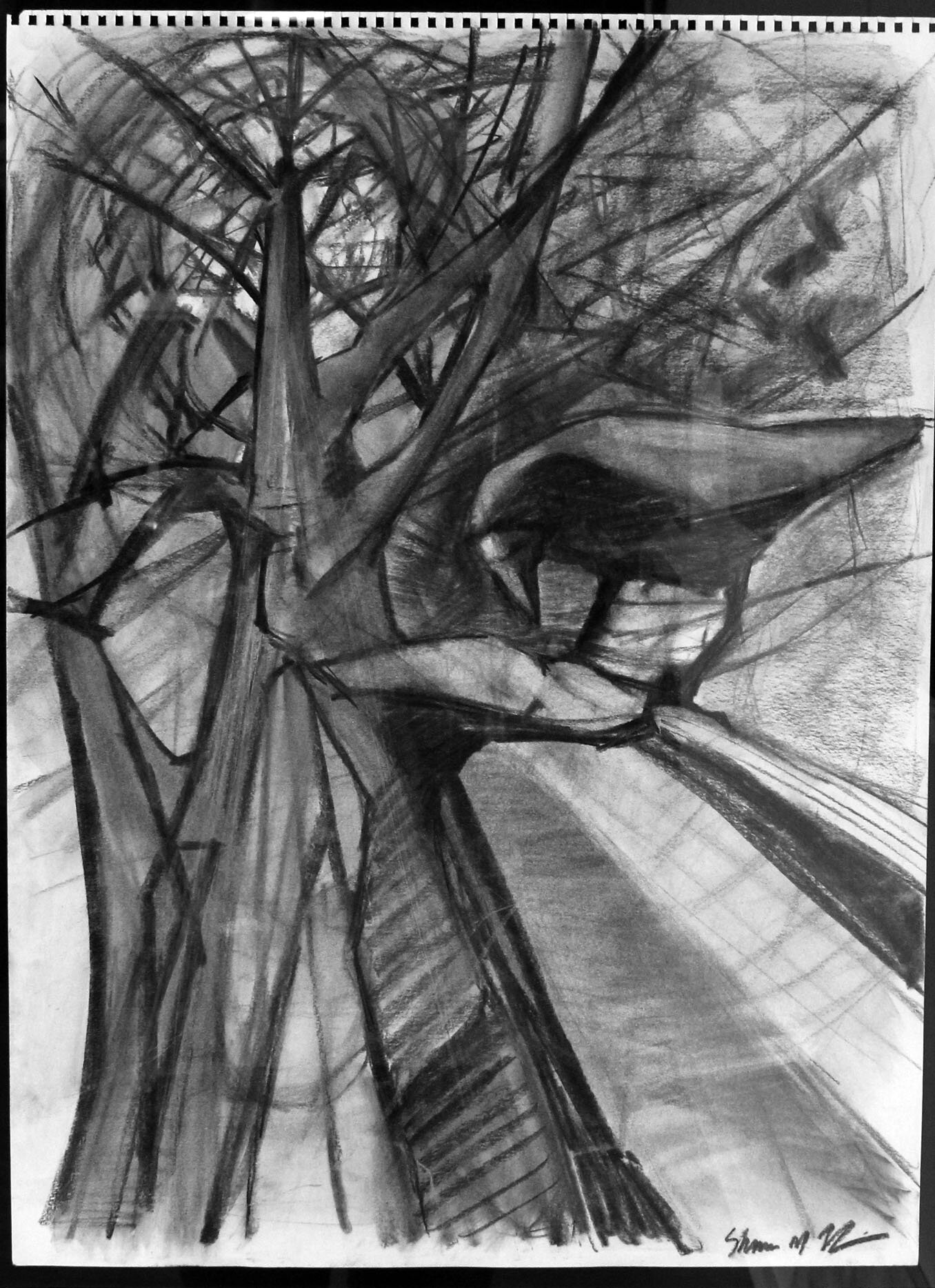 Tree Crow Study