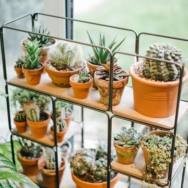 | Succulents @home | | Habt ihr schon unser Wochenangebot gesehen? Sukkulentenfamilien f&uuml;r euer zu Hause, schaut euch kurz unsere Story an und schon habt ihr Gr&uuml;n in eurer Wohnung.| #succulentsathome 
#succulents 
#succulentfamily 
#greenat