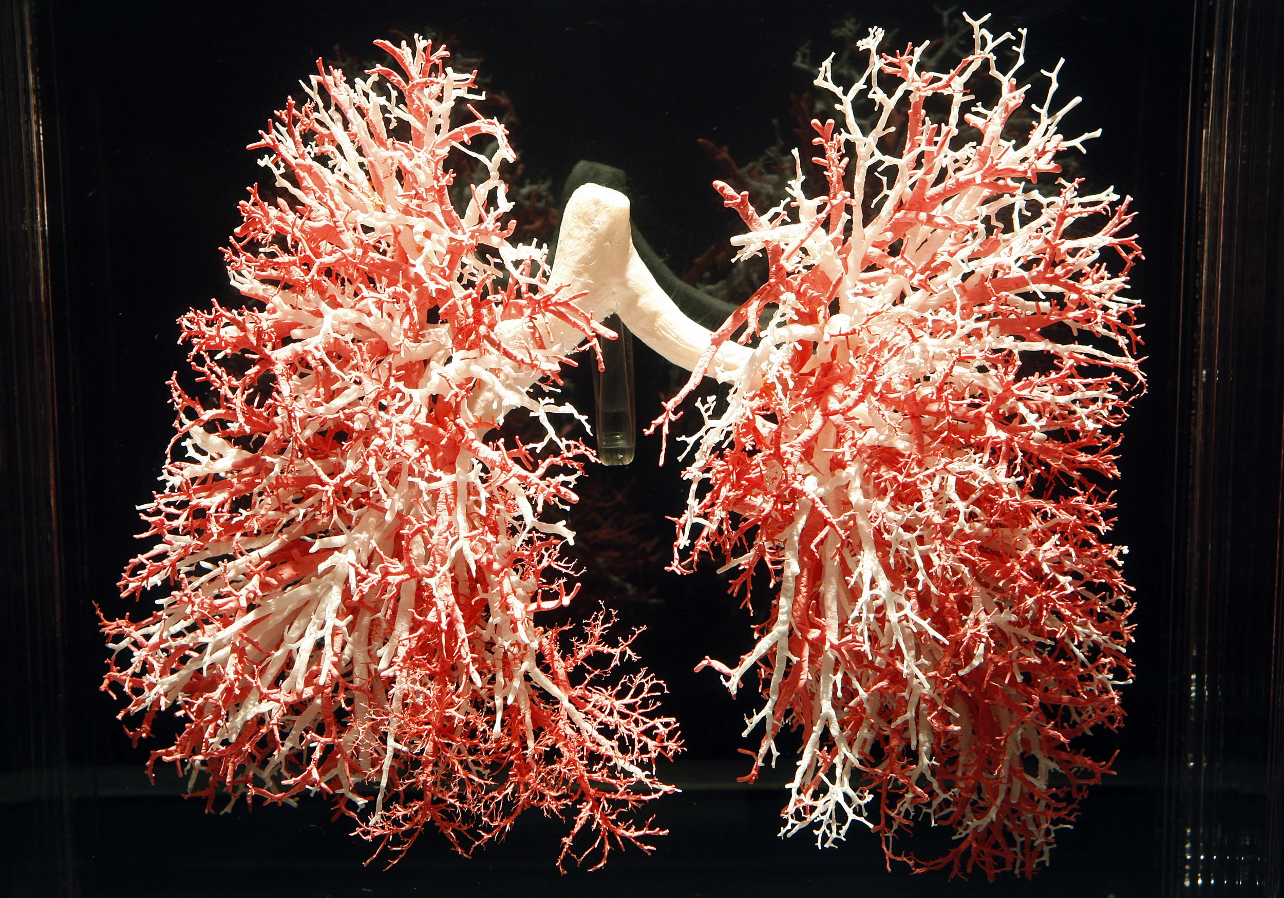 Bodies 0217.jpg