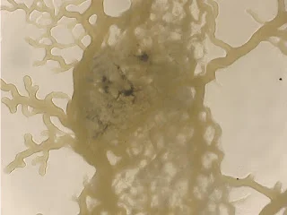 slime mold one.jpg