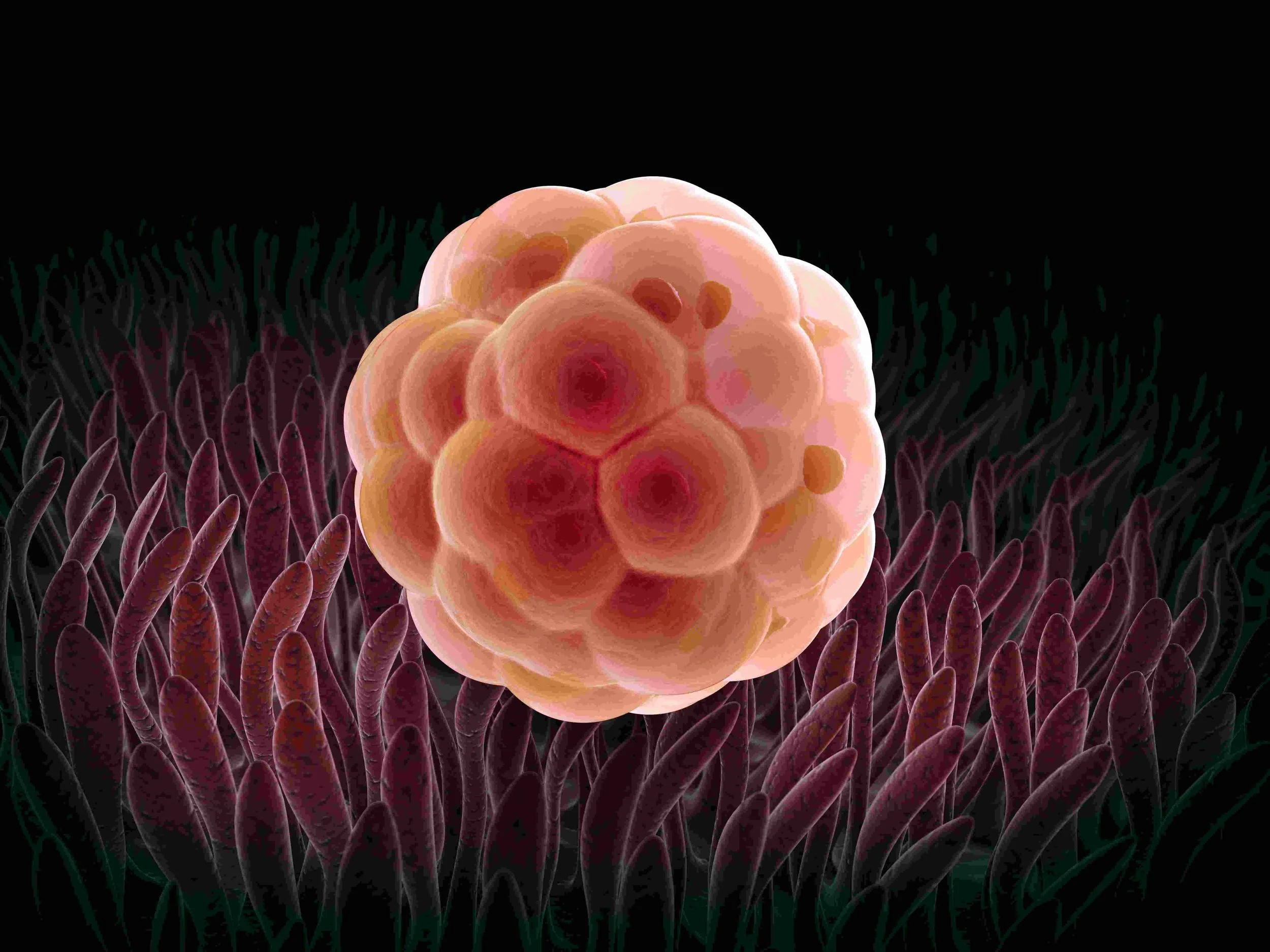 Embryonic-Development.jpg