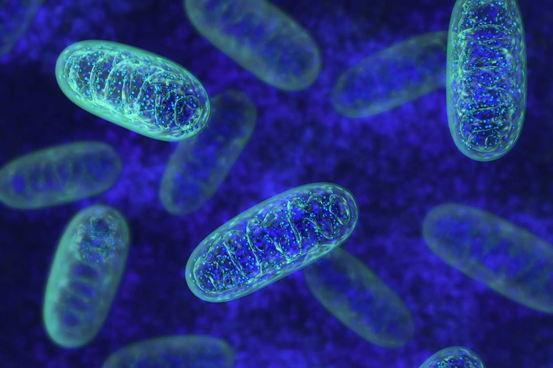 Mitochondria, patriarchy, gender and what bodies know