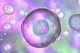 Lessons from the cell, lessons to the wall: you can’t protect and grow at the same time