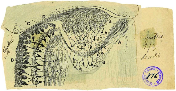 fnana-06-00015-g001.jpg
