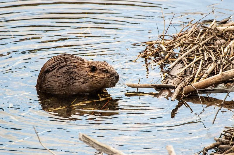 On beavers, interventions and making change for the descendants to come