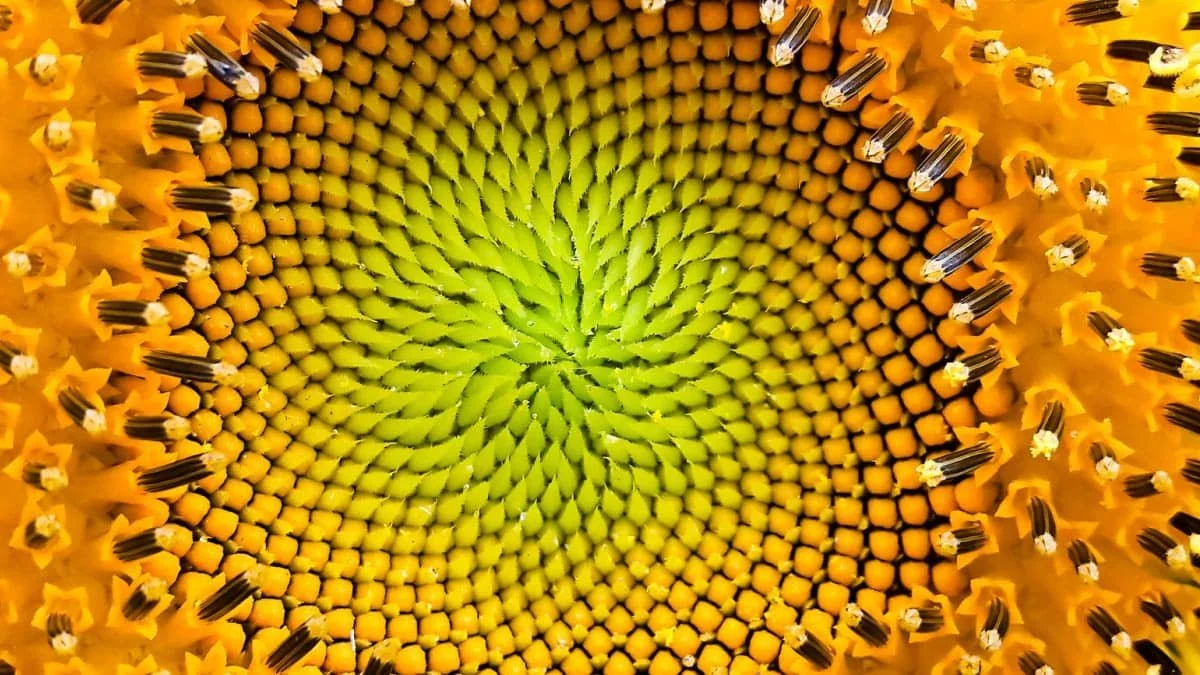 a yellow sunflower takes up the whole frame with the seeds and then petals spiraling out to the edges of the frame.