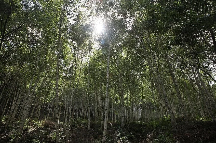 Grove of cypress trees growing close together with sun piercing through the top canopy