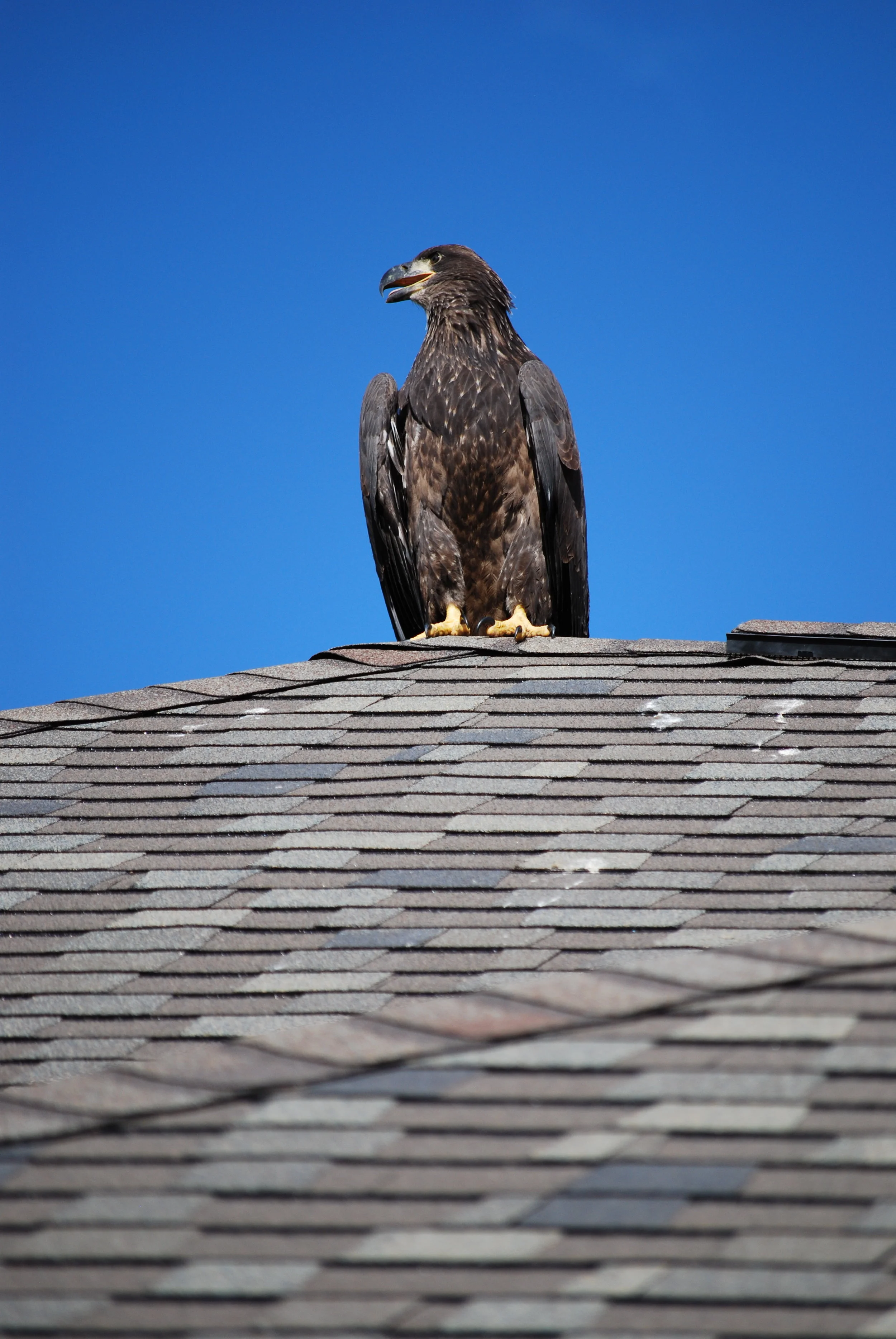 eagle1.JPG