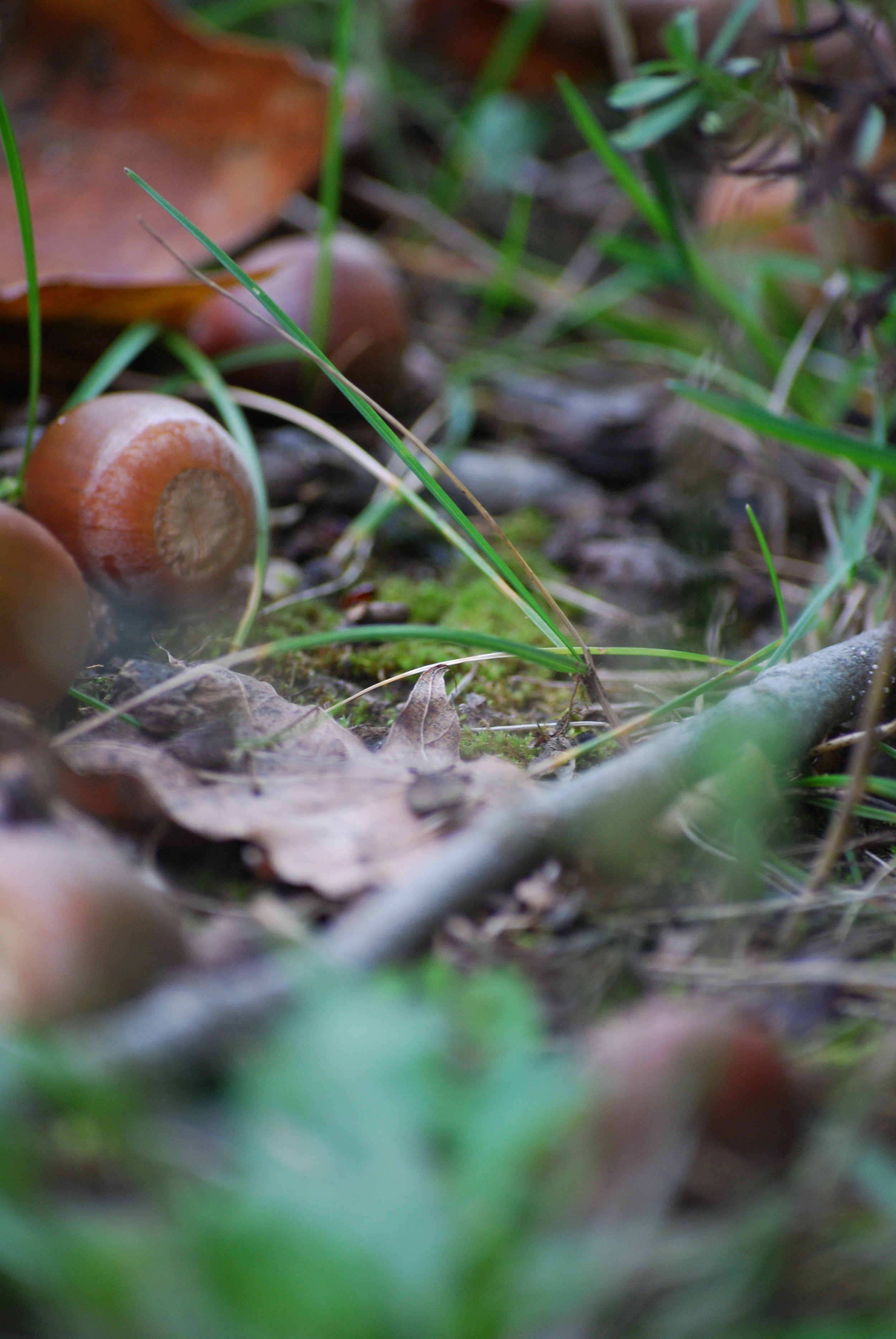 fallacorns.JPG