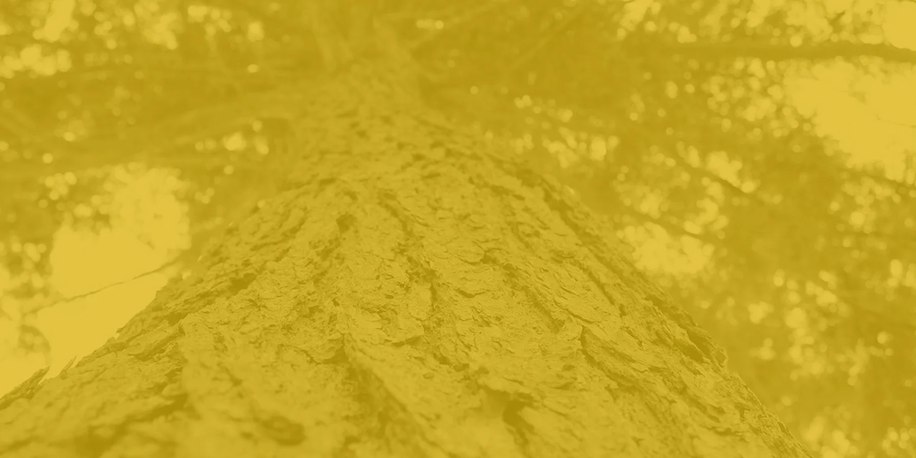 hemlock.jpg