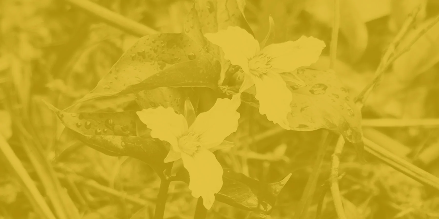 trillium.jpg