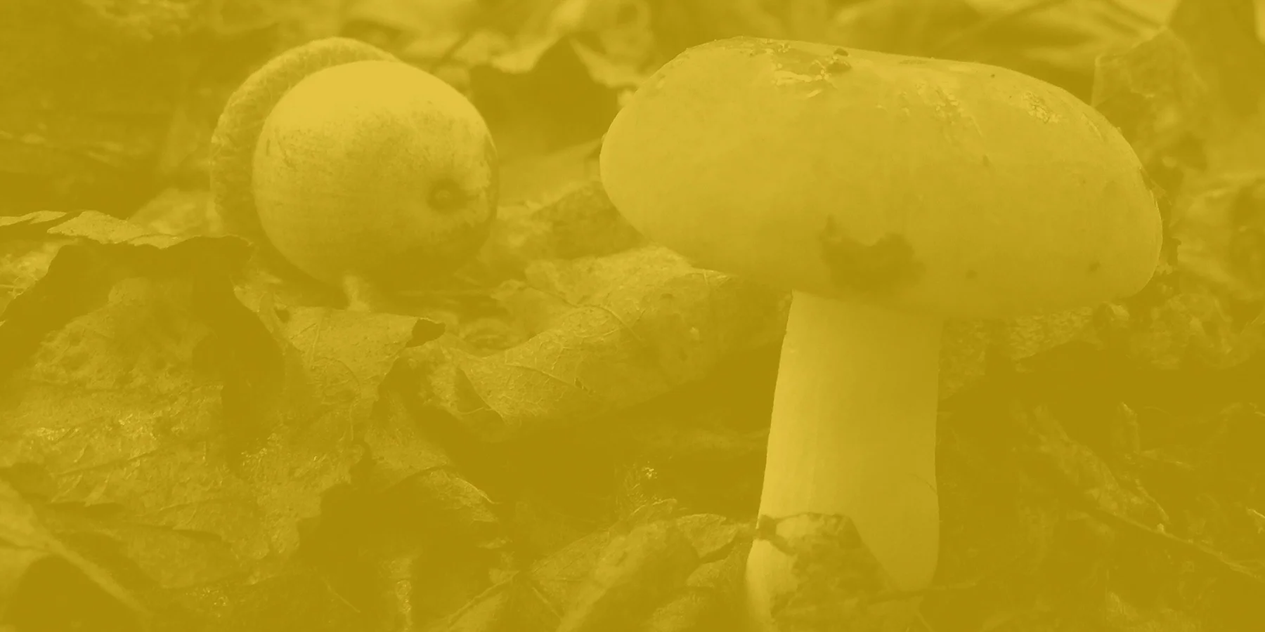 mushroom.jpg