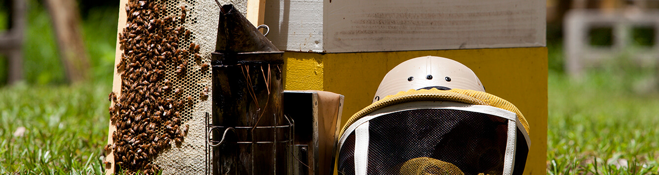 Are You a Keeper? Beekeeping 101