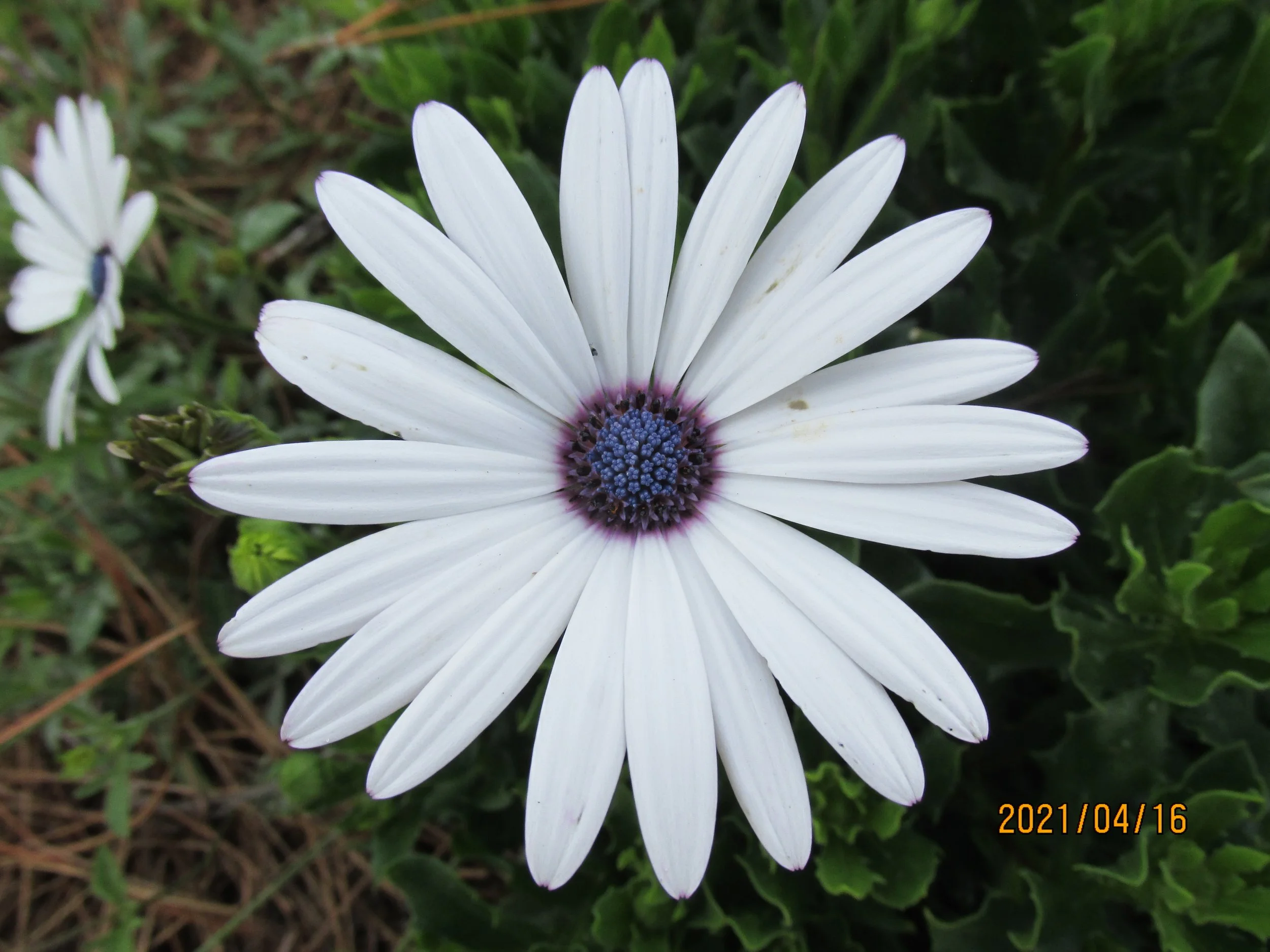 Master Gardener Volunteer Class