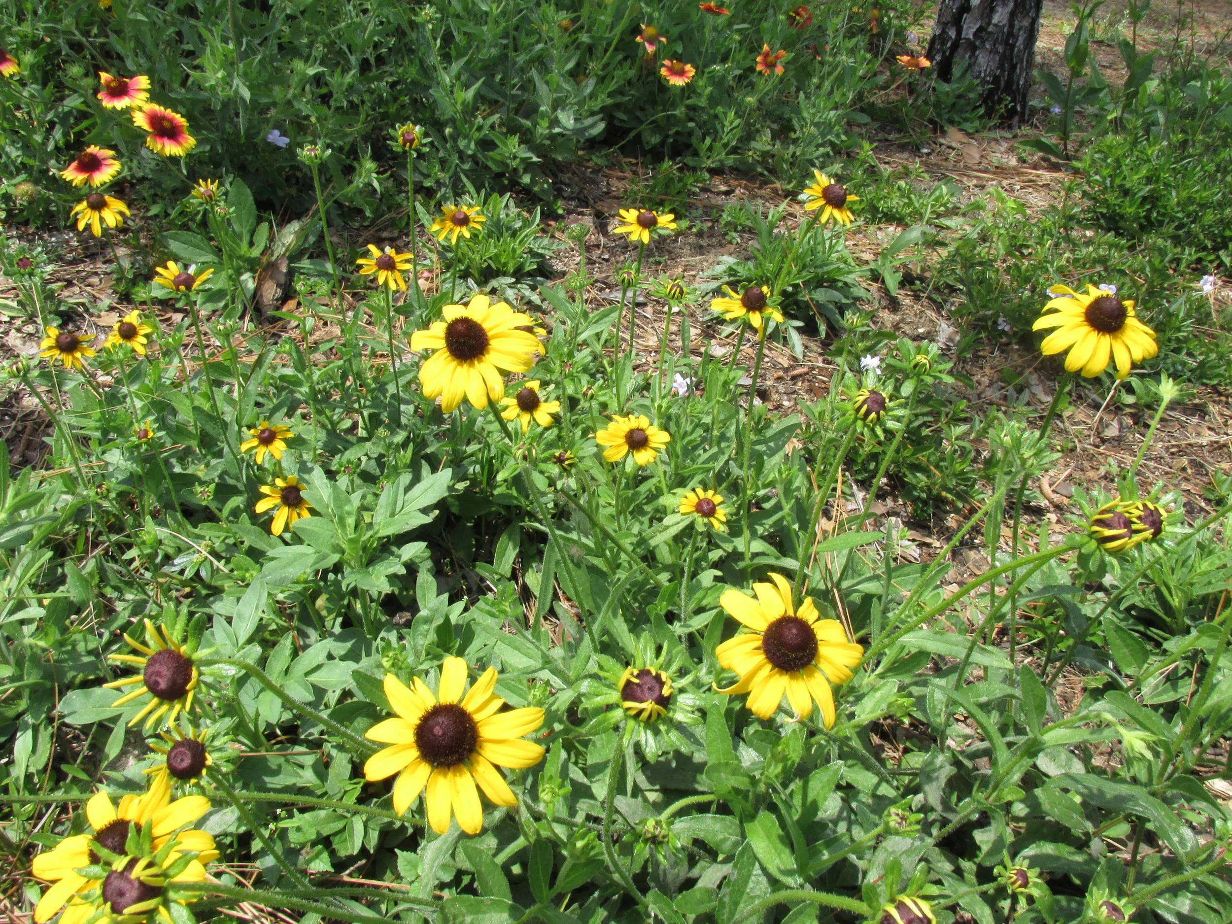 Florida-Friendly Landscaping Talk and Tour