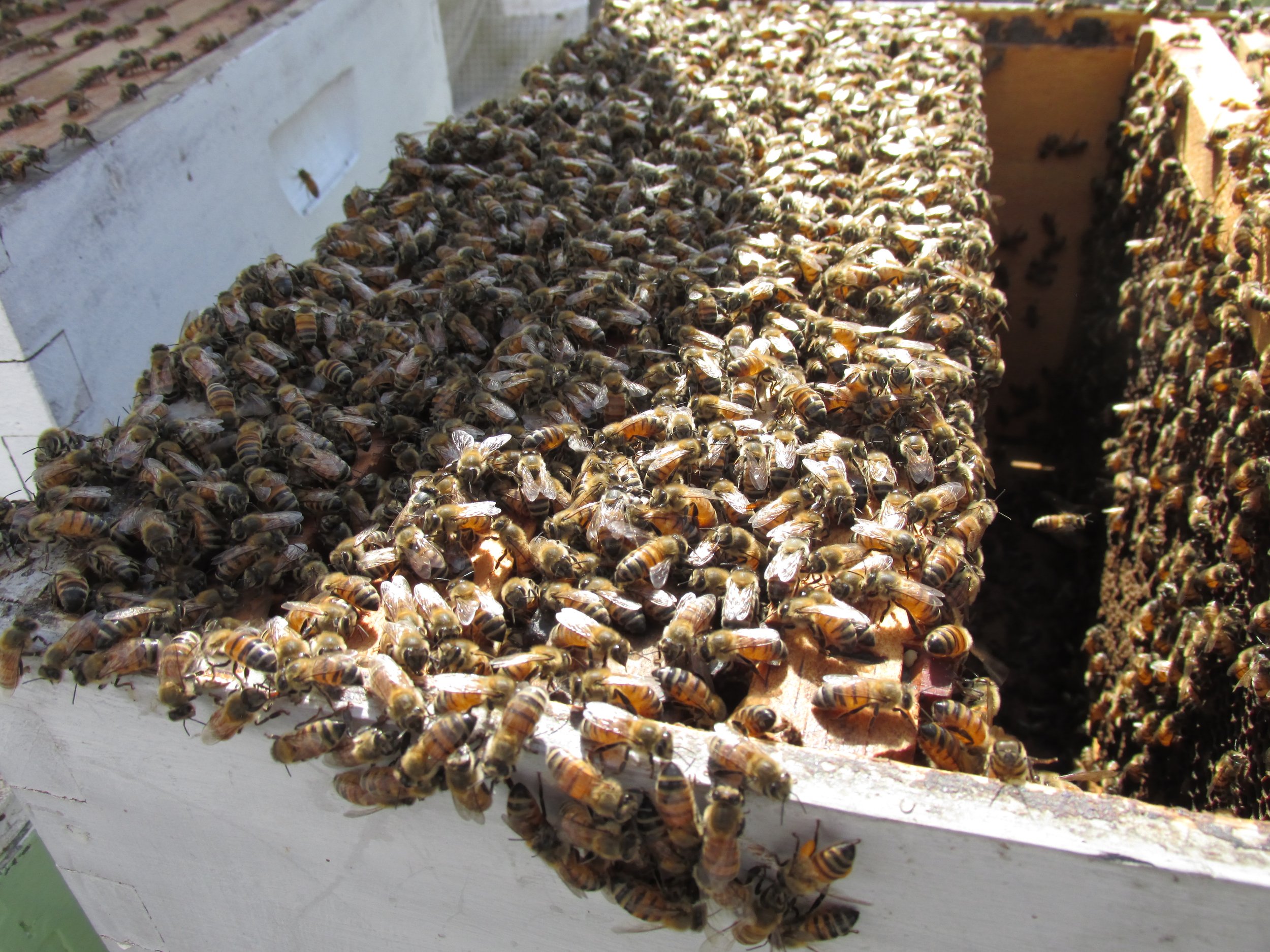 National Honey Bee Day