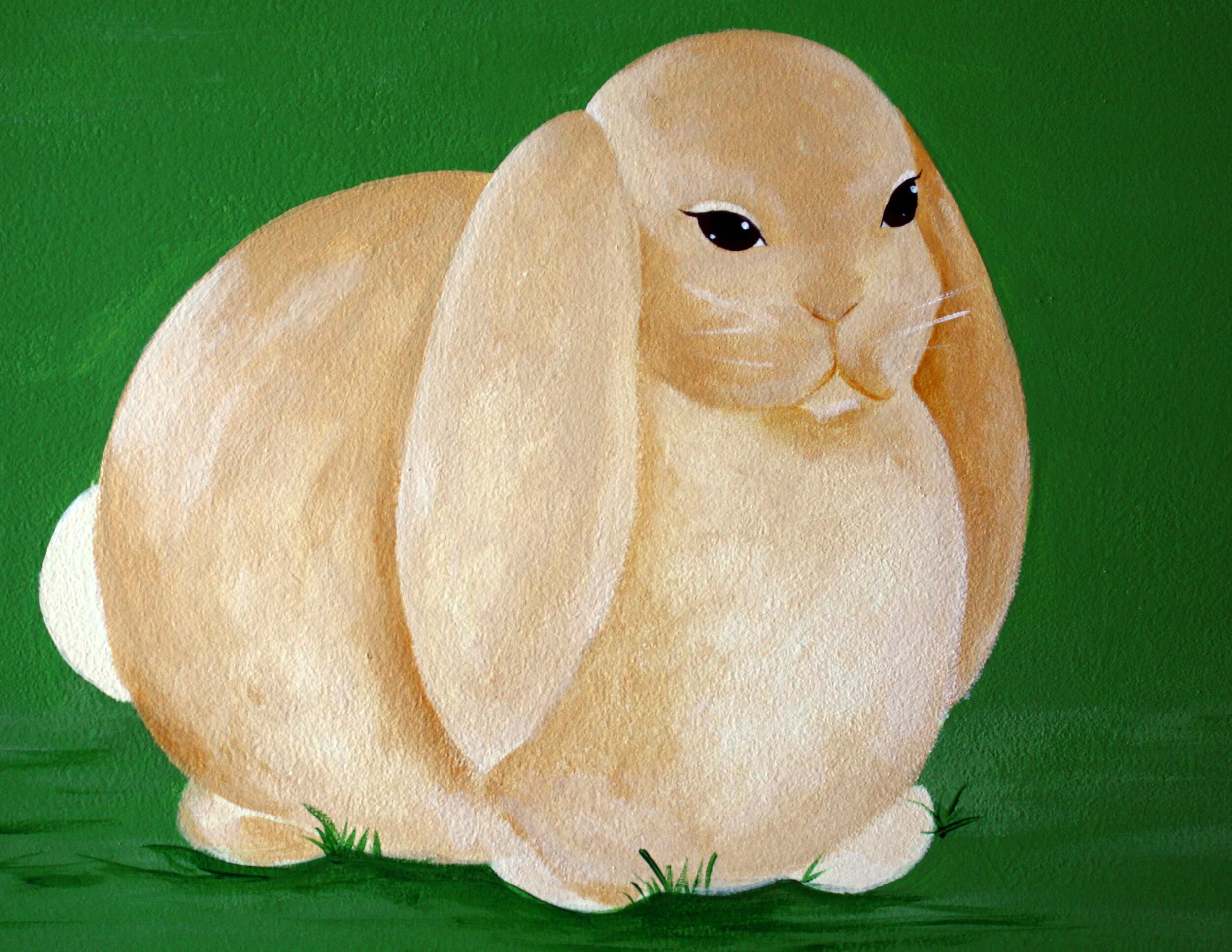 rabbit.jpg