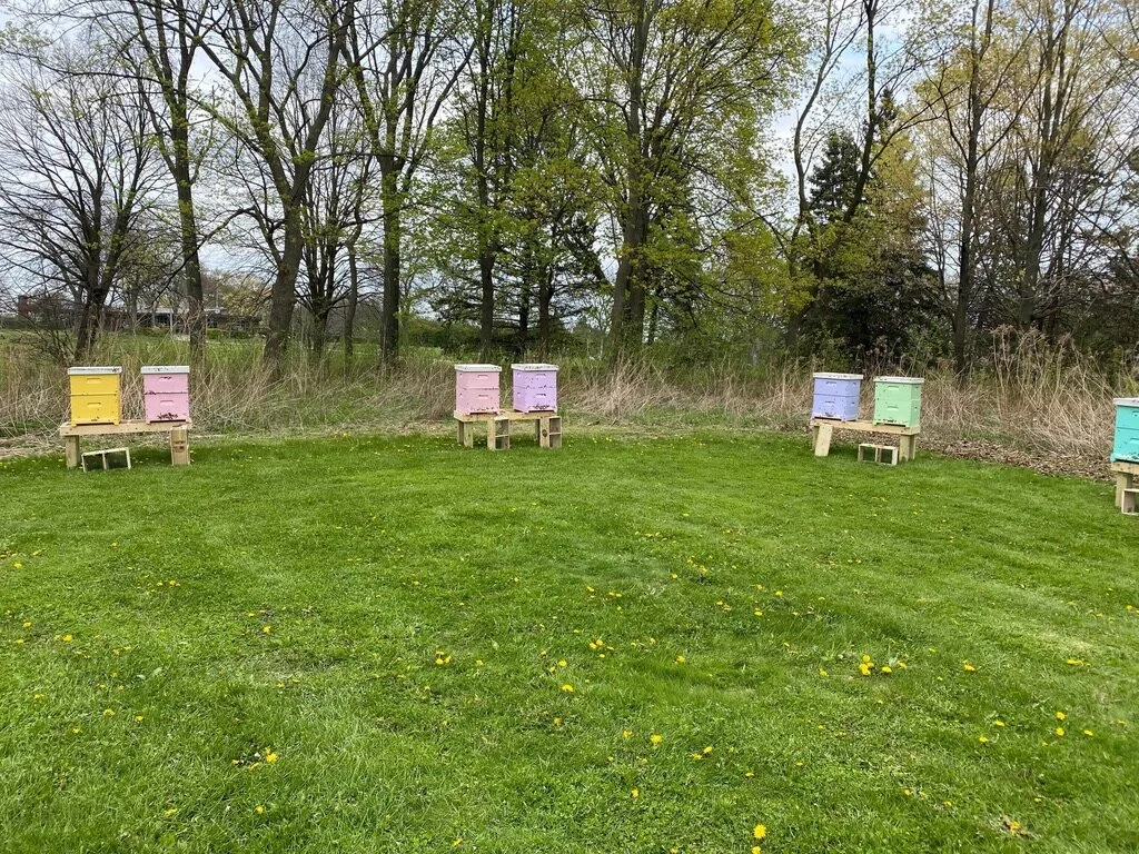 Bees have arrived at Marquette University!