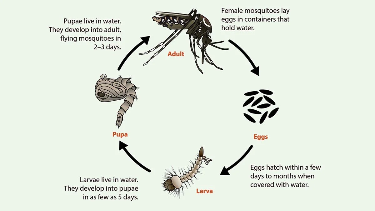 Milwaukee Mag features interview with Dr. Cook about how floods help mosquito populations