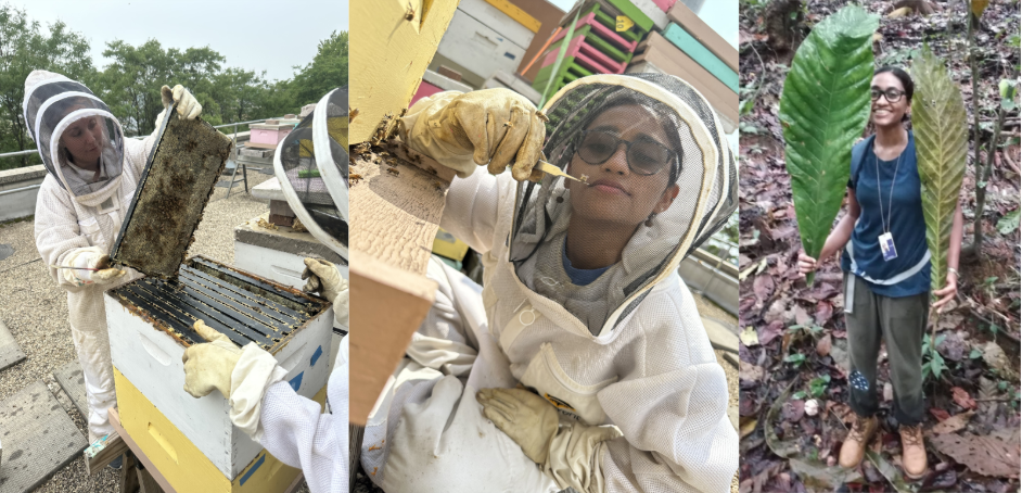 Megha's Insectes Sociaux review paper on fanning and blog out now