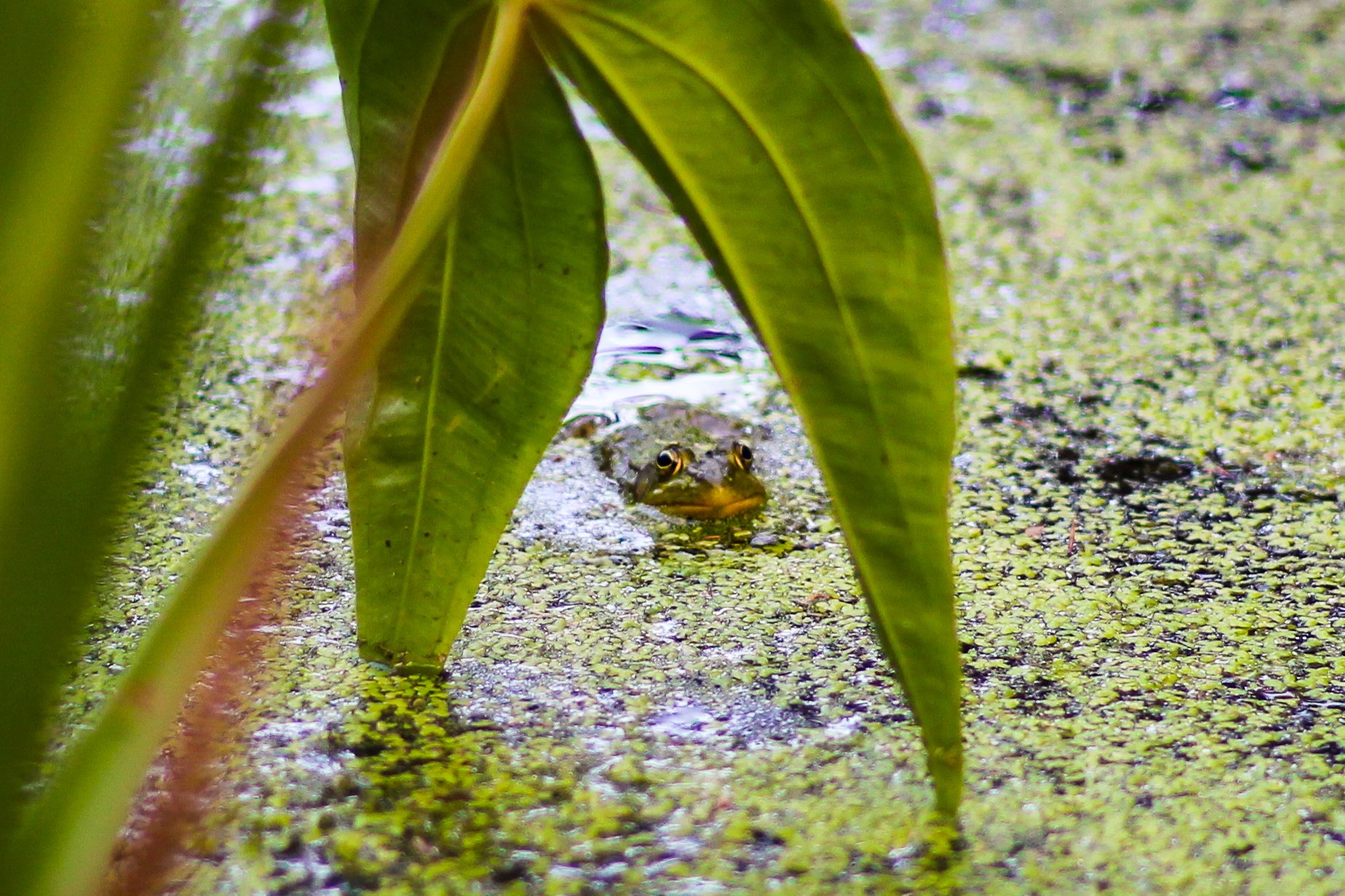 Algae Frog.jpg