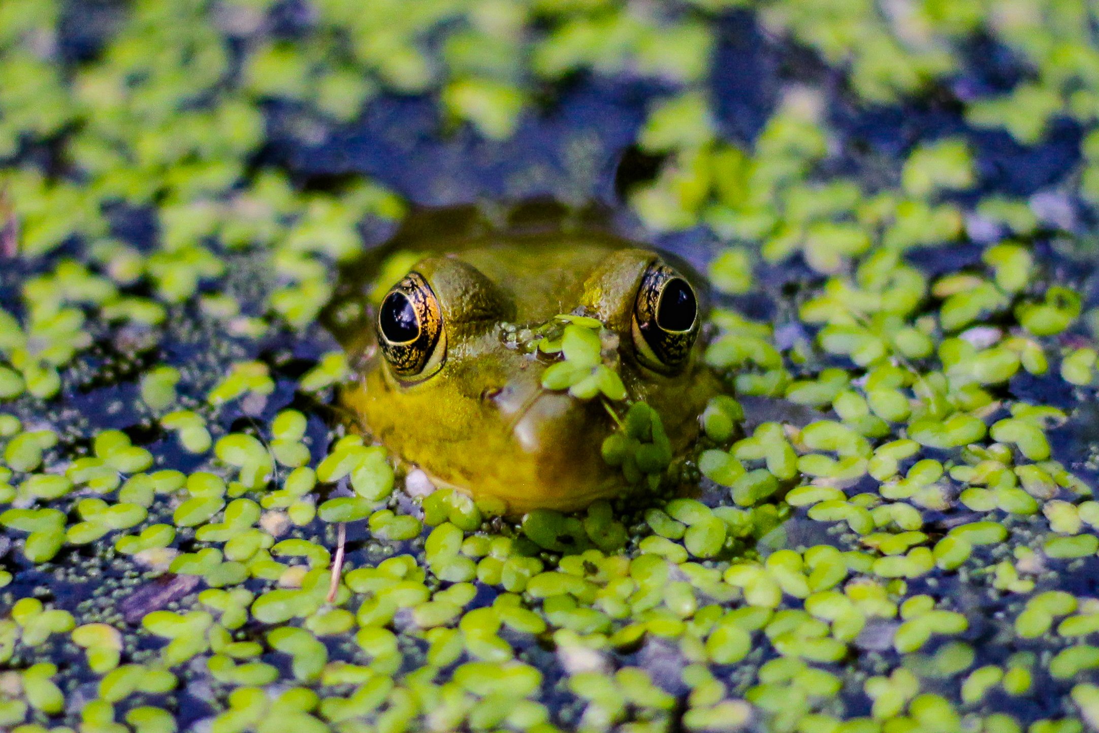Algae Frog 2.0.jpg