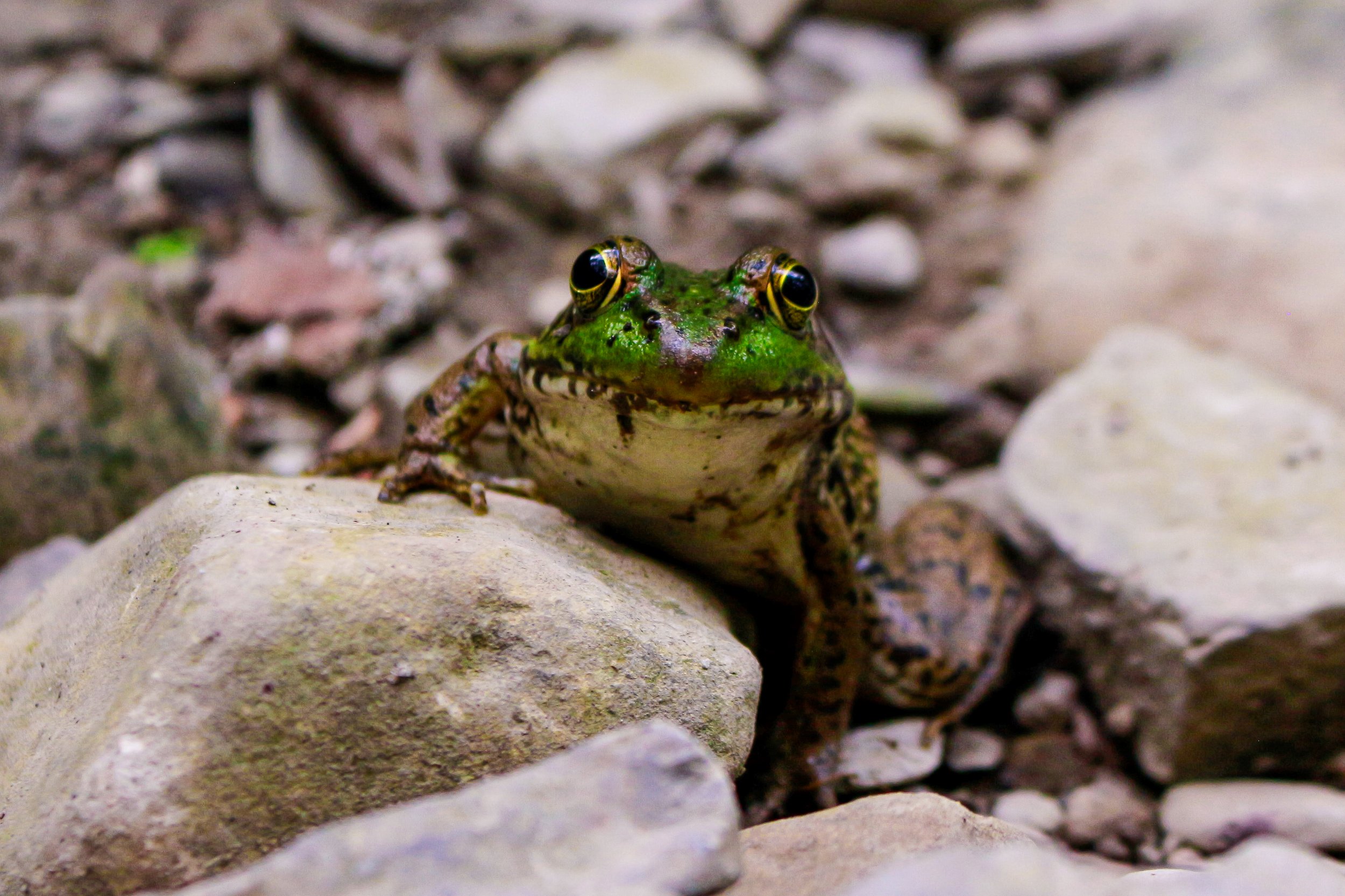 Frog Portrait.jpg