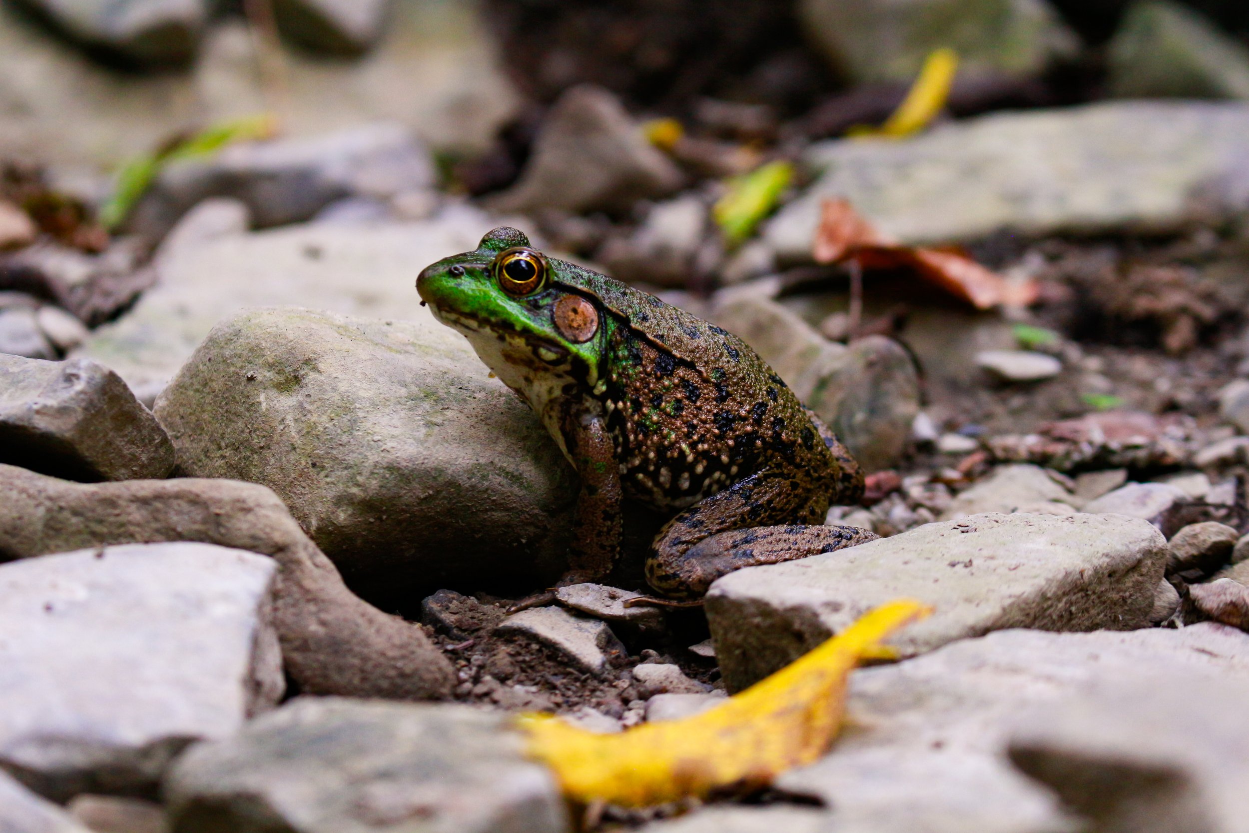 Frog Side Profile.jpg