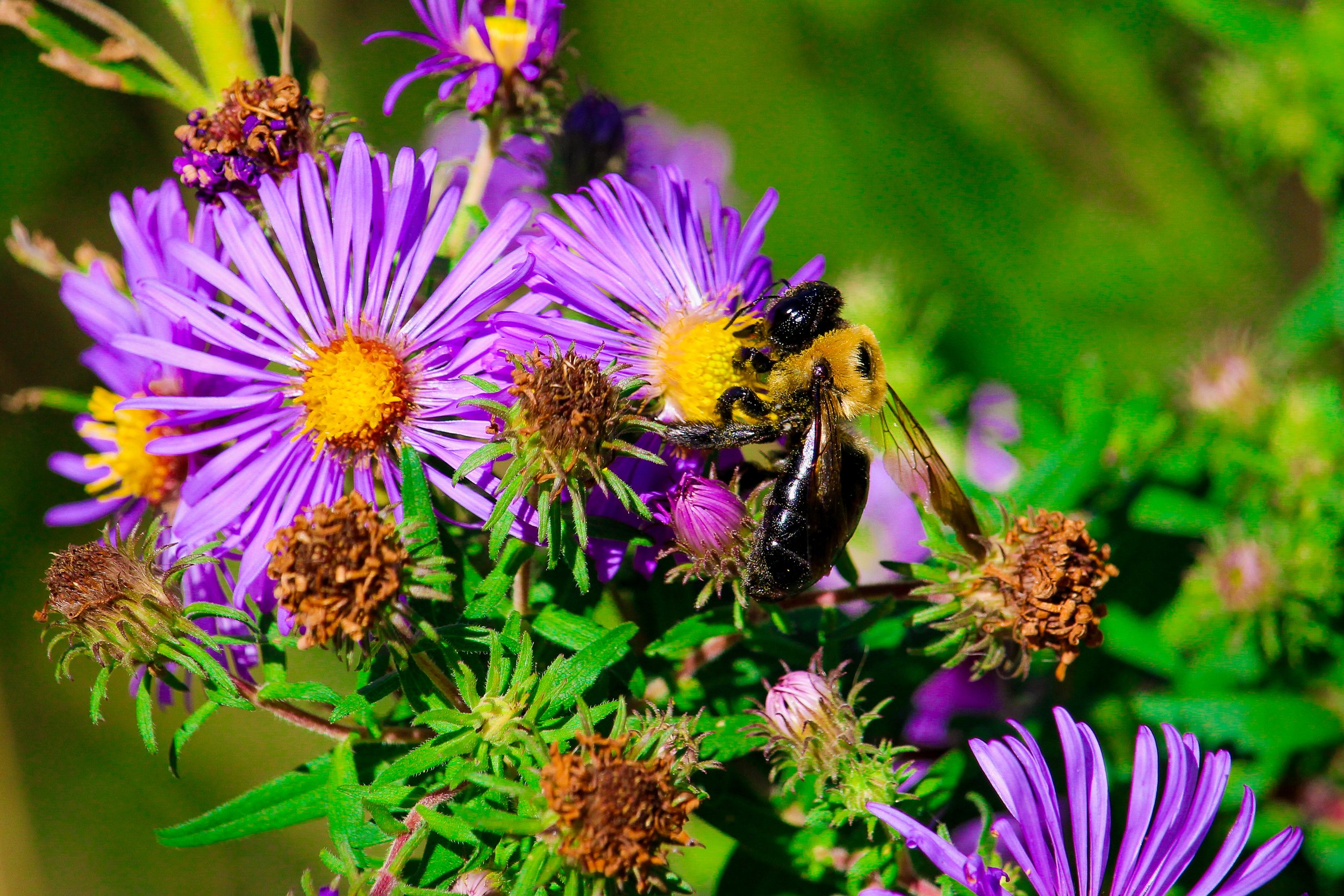 Pollinating Bee.jpg