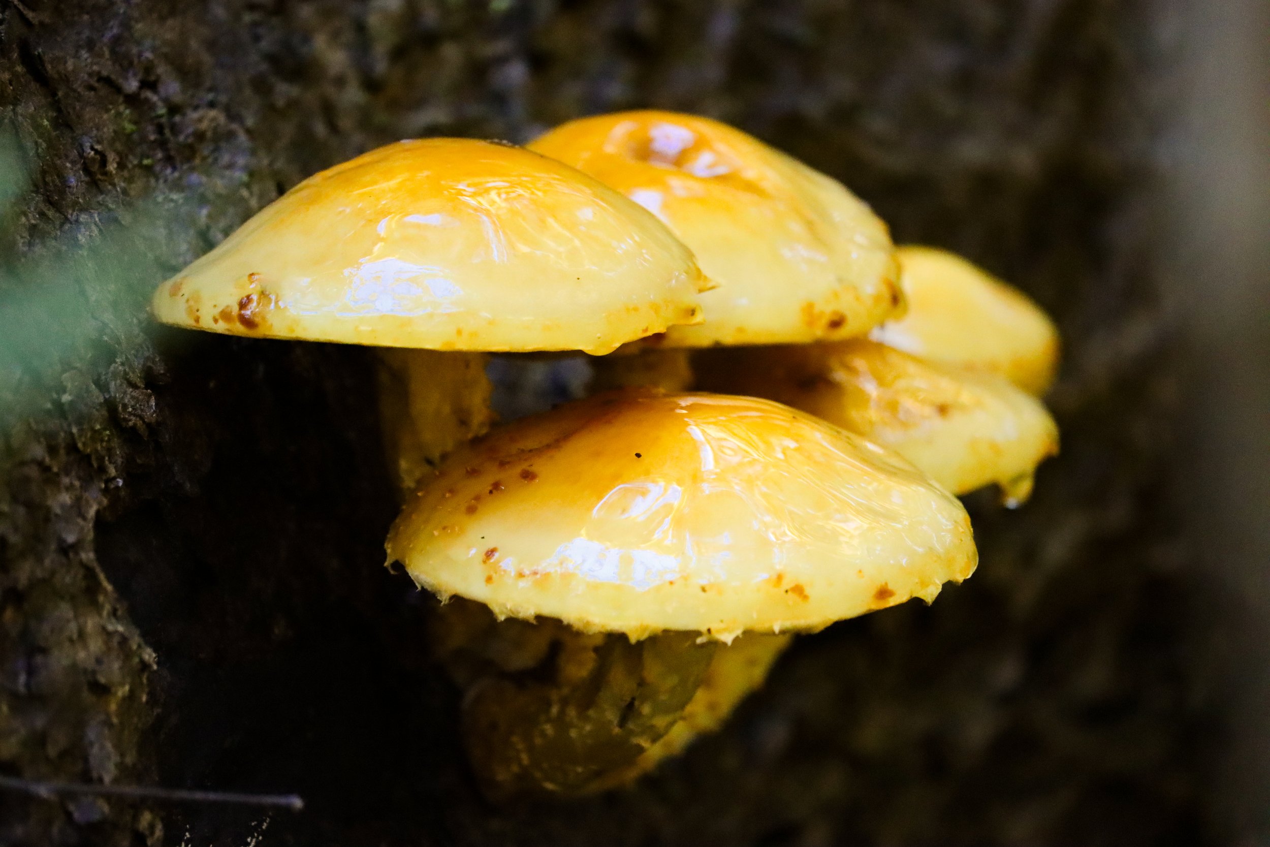 Yellow Mushrooms.jpg