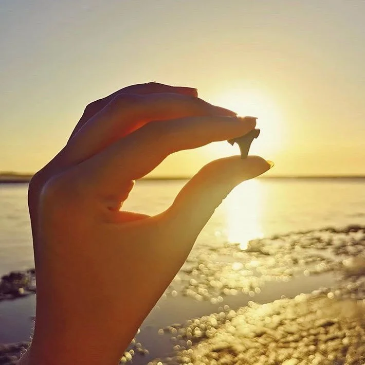 Really, here you will find fossil shark teeth 🔍 🦈 🦕 🦍🚶🏾on the beach! Thanks for sharing the Cadzand life @jadebluete
