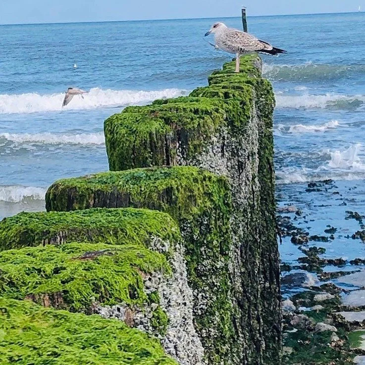 Thanks for sharing the #cadzandlife  @gerlinde1961 !