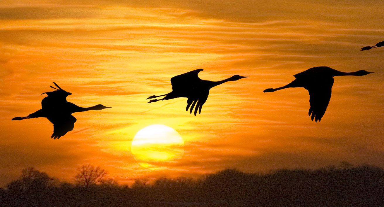 Sandhill Cranes