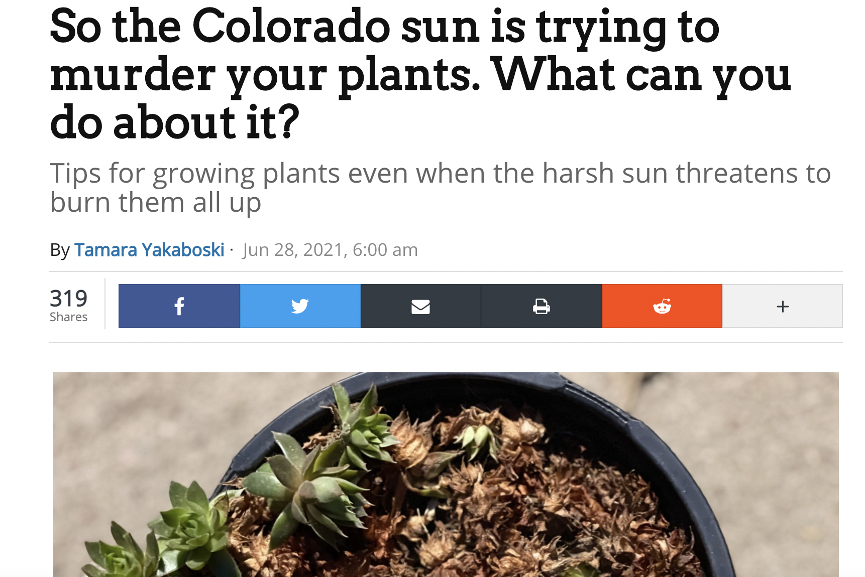 So the Colorado sun is trying to murder your plants. What can you do about it? Tips for growing plants even when the harsh sun threatens to burn them all up