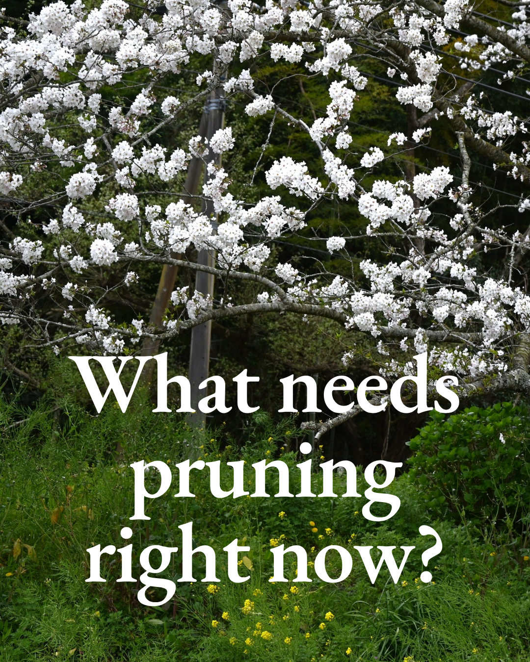What needs pruning right now?