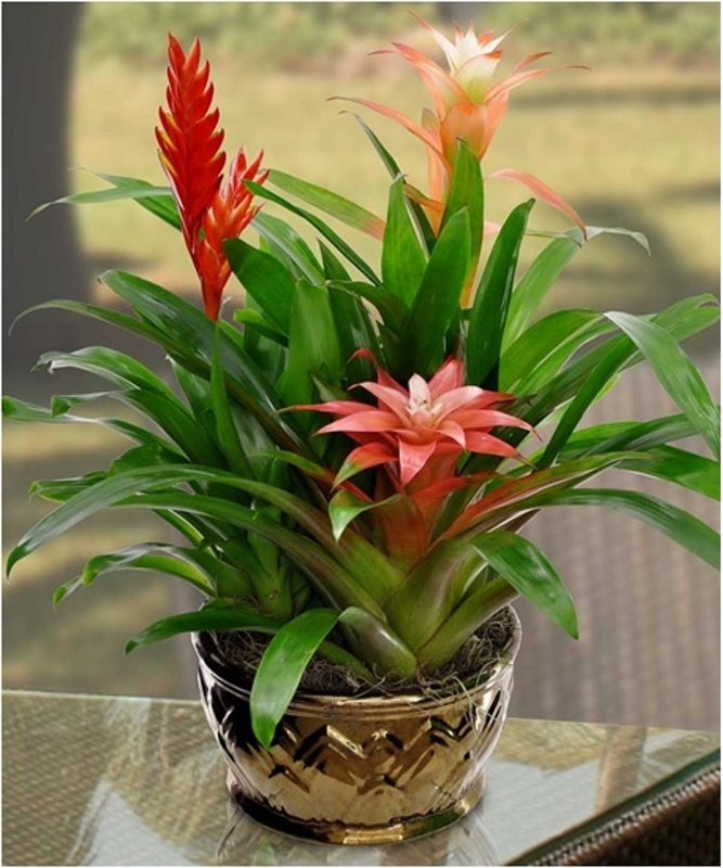 BROMELIADS - PHOTO SOURCE SCHAAF FLORAL