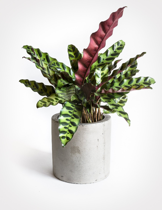CALATHEA RATTLESNAKE - PHOTO SOURCE PISTILS NURSERY