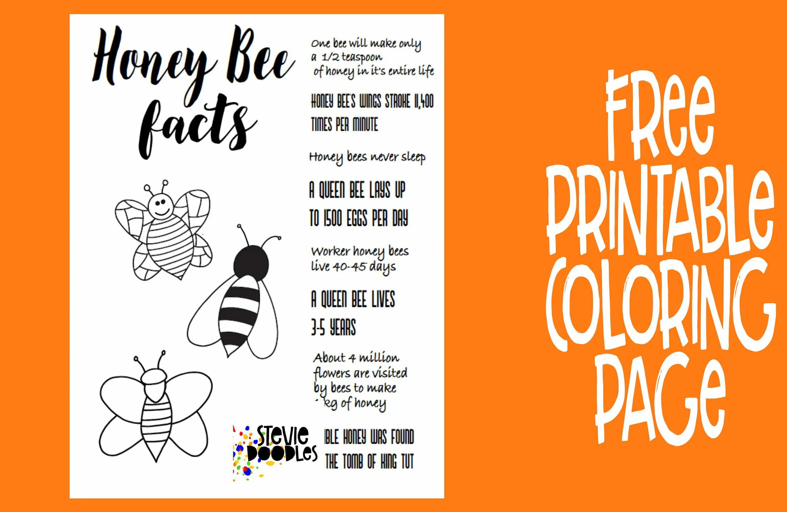 honey-bee-facts-free-printable-coloring-page-stevie-doodles