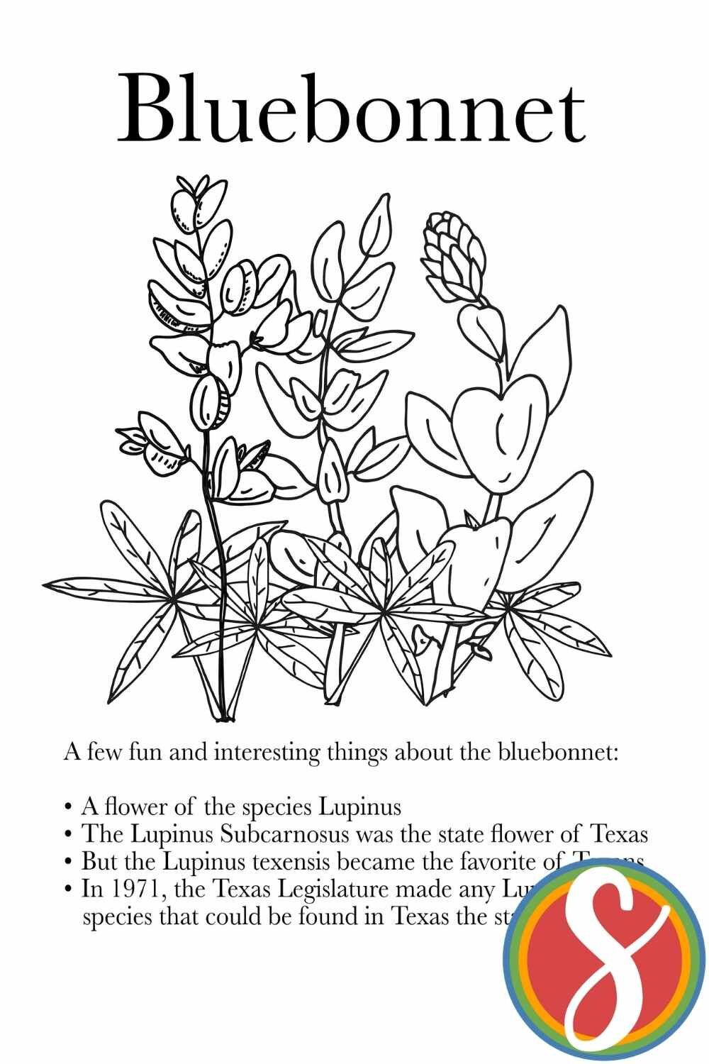 Bluebonnet facts printable coloring from Stevie Doodles