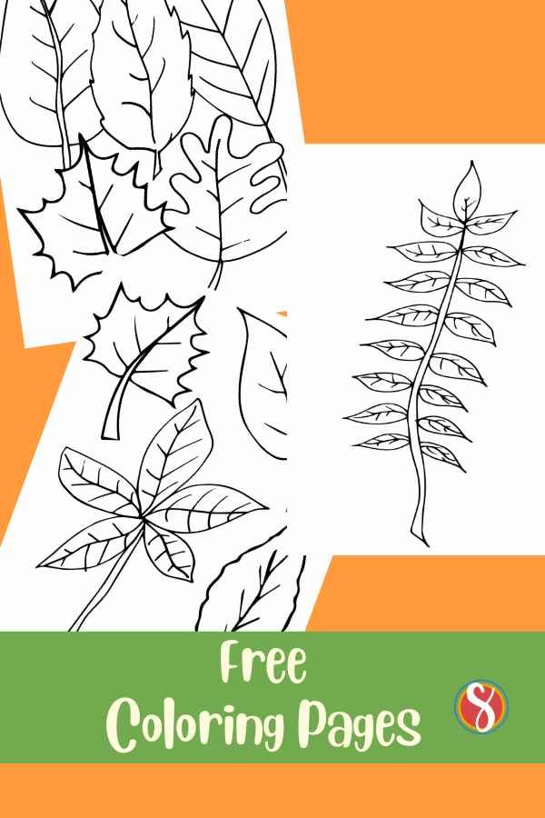 3 leaf coloring pages on an orange background