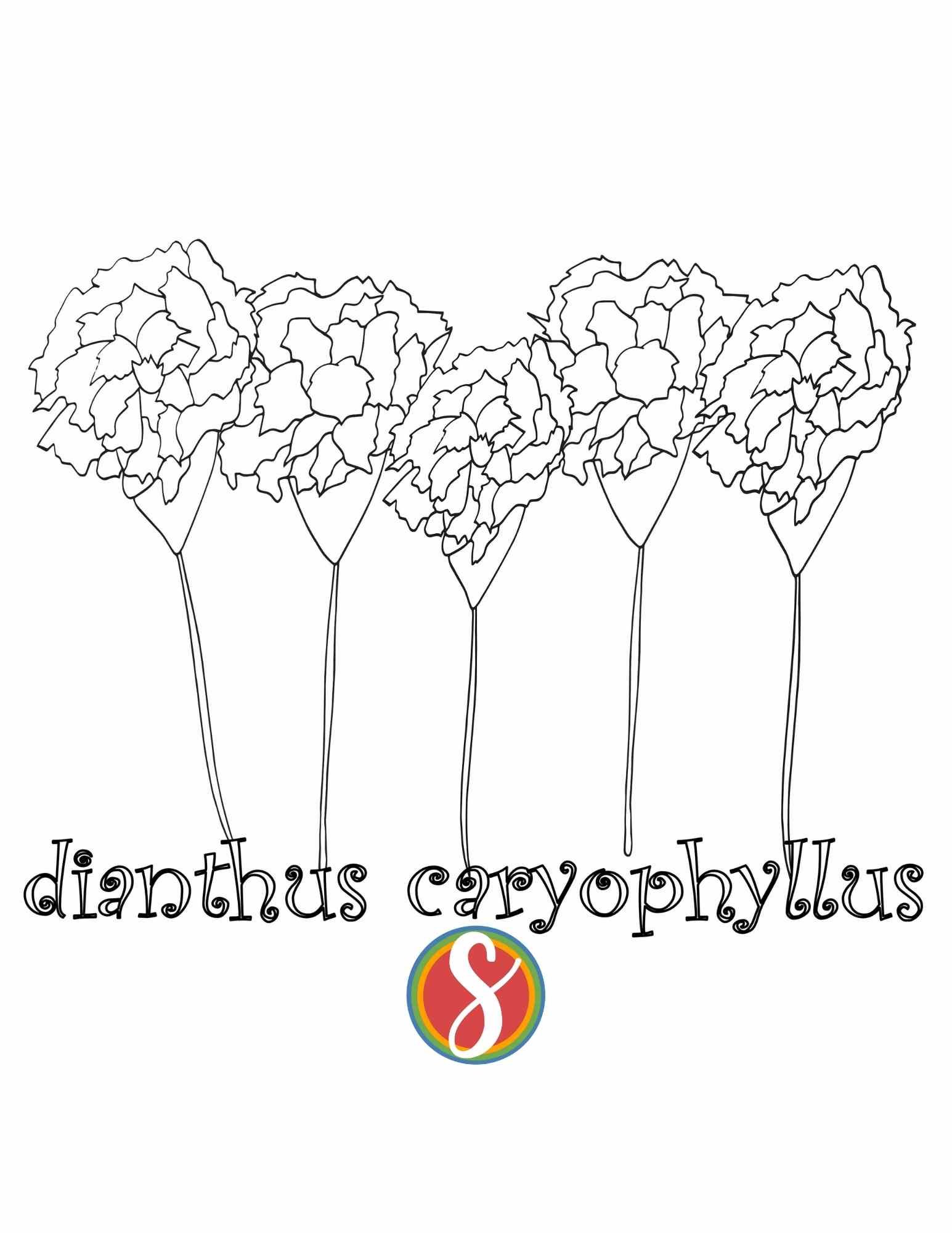 5 carnations with stems, lined up horizontally on a carnation coloring page