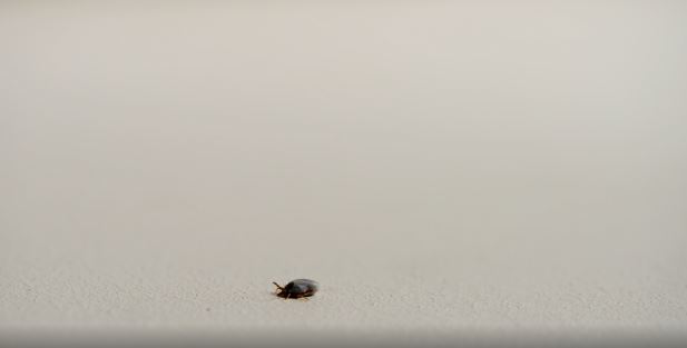 tick.JPG
